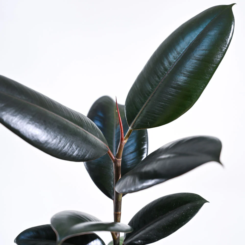 Rubber Plant 3