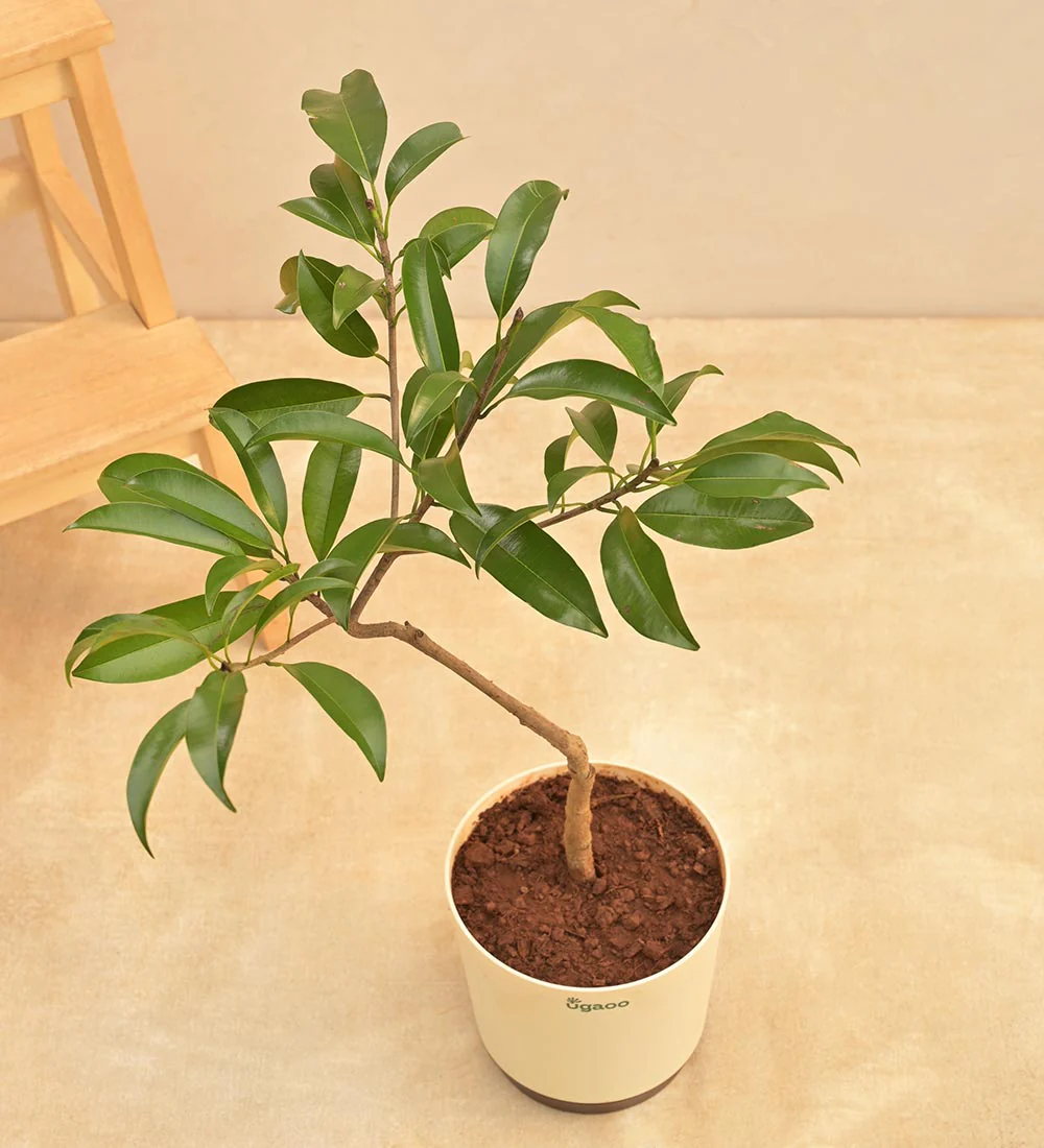 Sapota Plant (Chiku) 1