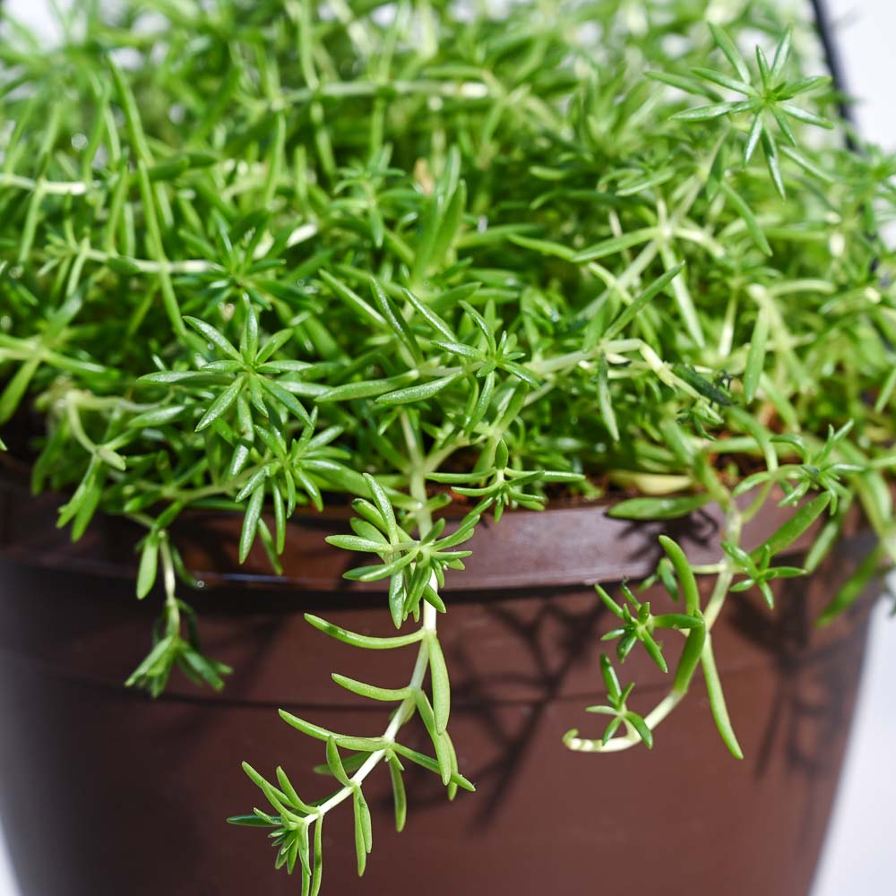 Sedum Golden With Hanging Pot 2