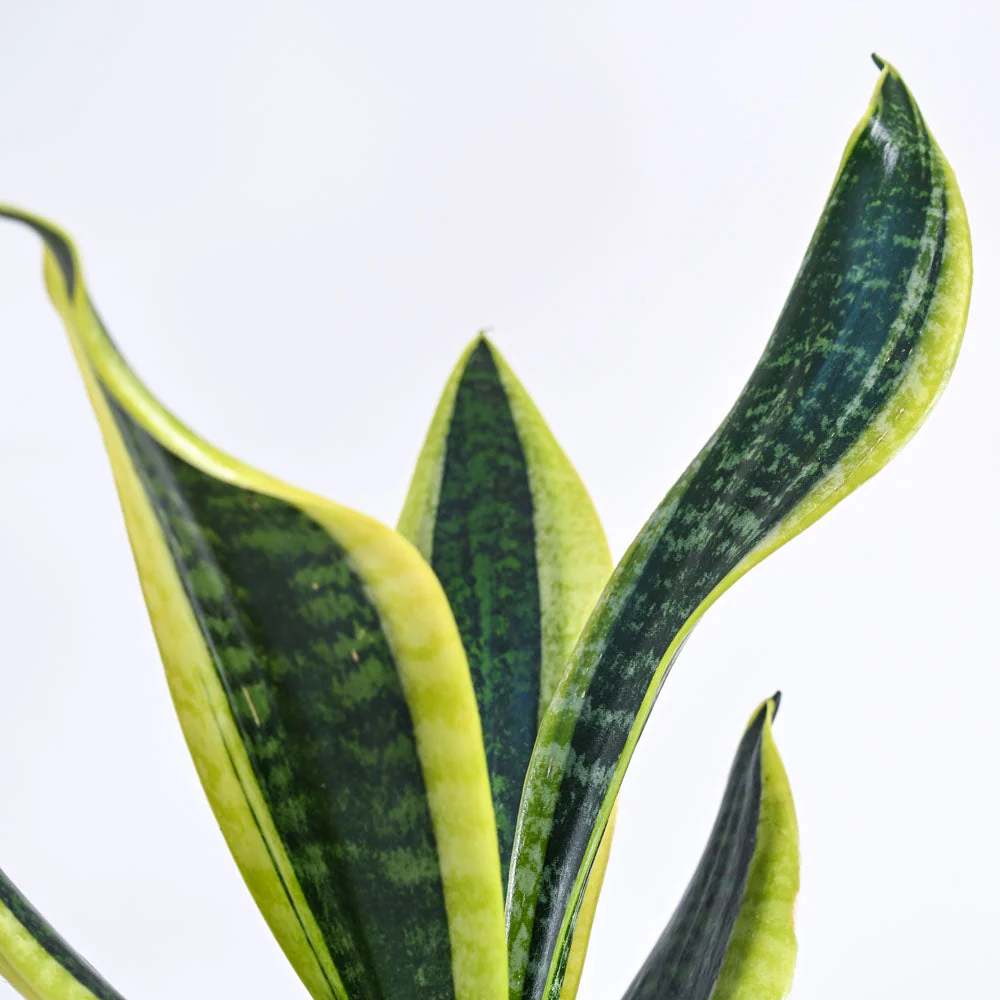 Snake Plant3