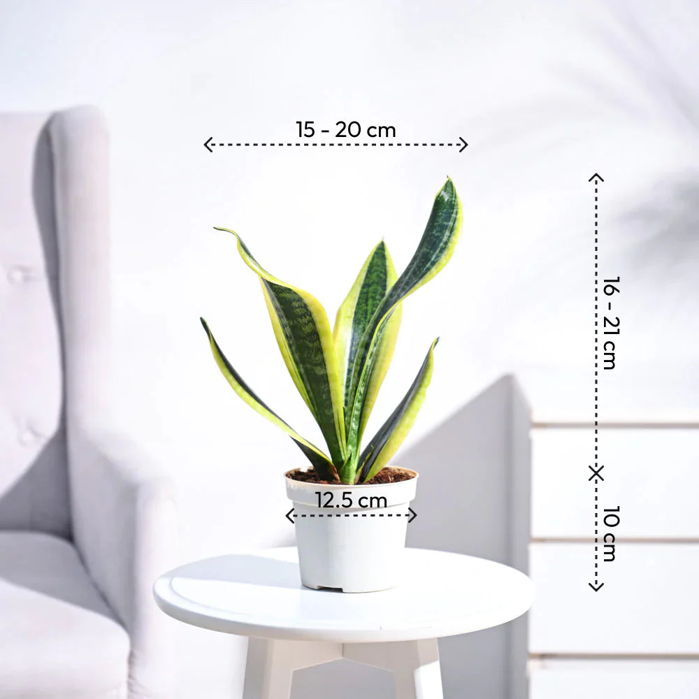 Snake Plant4