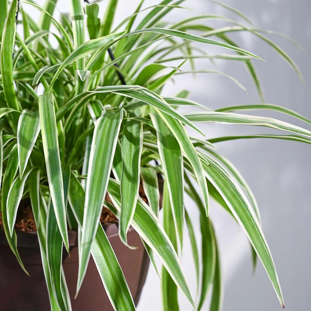 Spider Plant With Hanging Pot 2