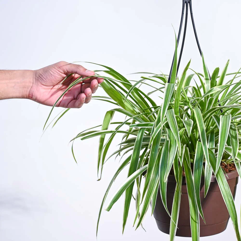 Spider Plant With Hanging Pot 3