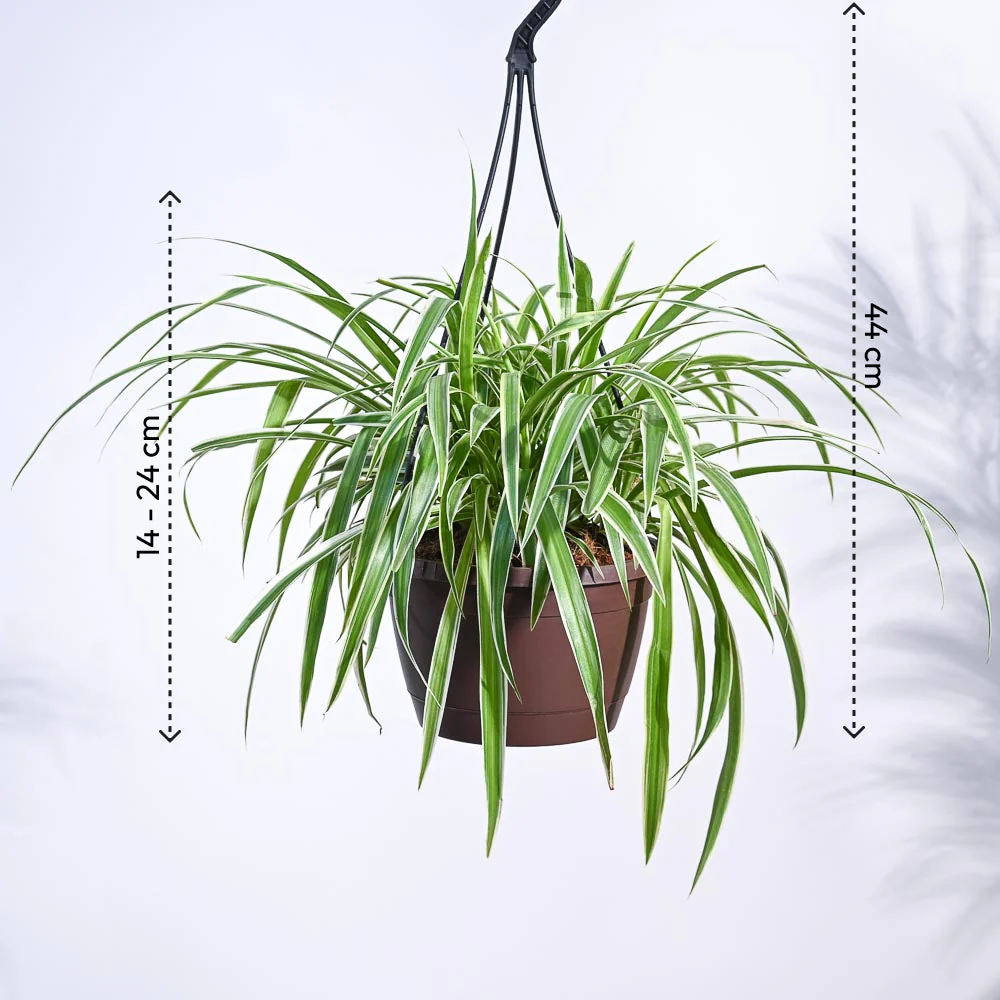 Spider Plant With Hanging Pot 4