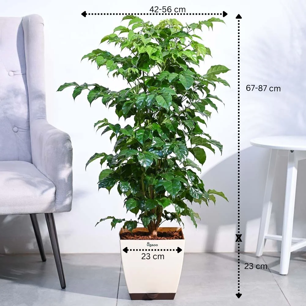 The China Doll Plant - XL 3