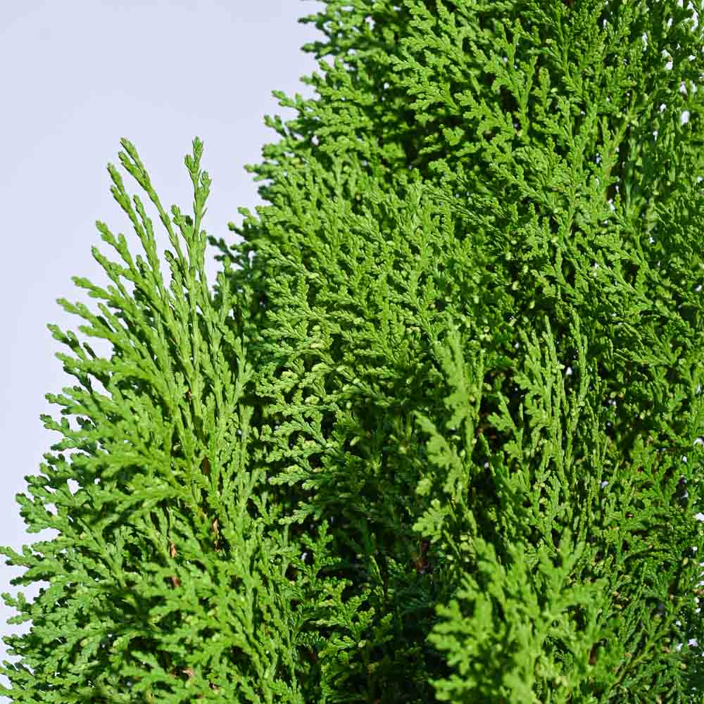 Thuja Plant - XL 2