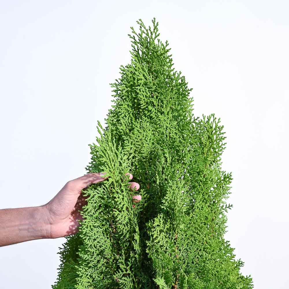 Thuja Plant - XL 3