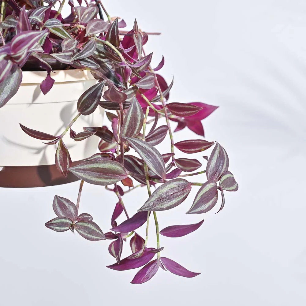 Wandering Jew With Hanging Pot 2