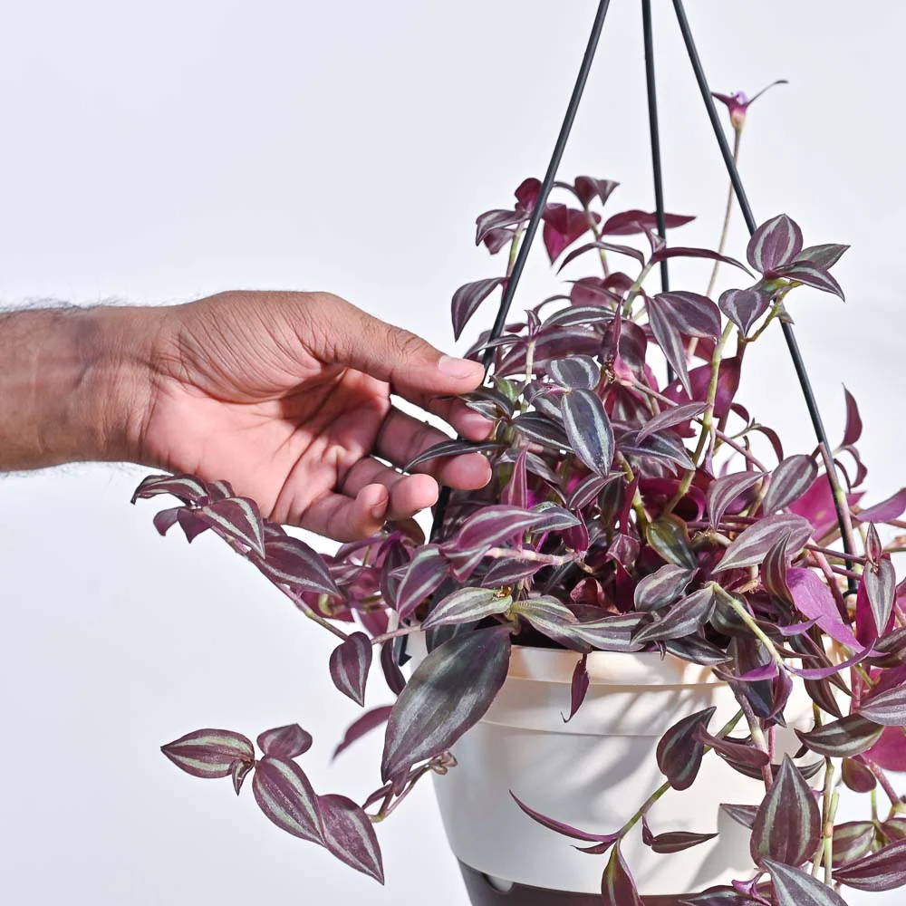 Wandering Jew With Hanging Pot 3