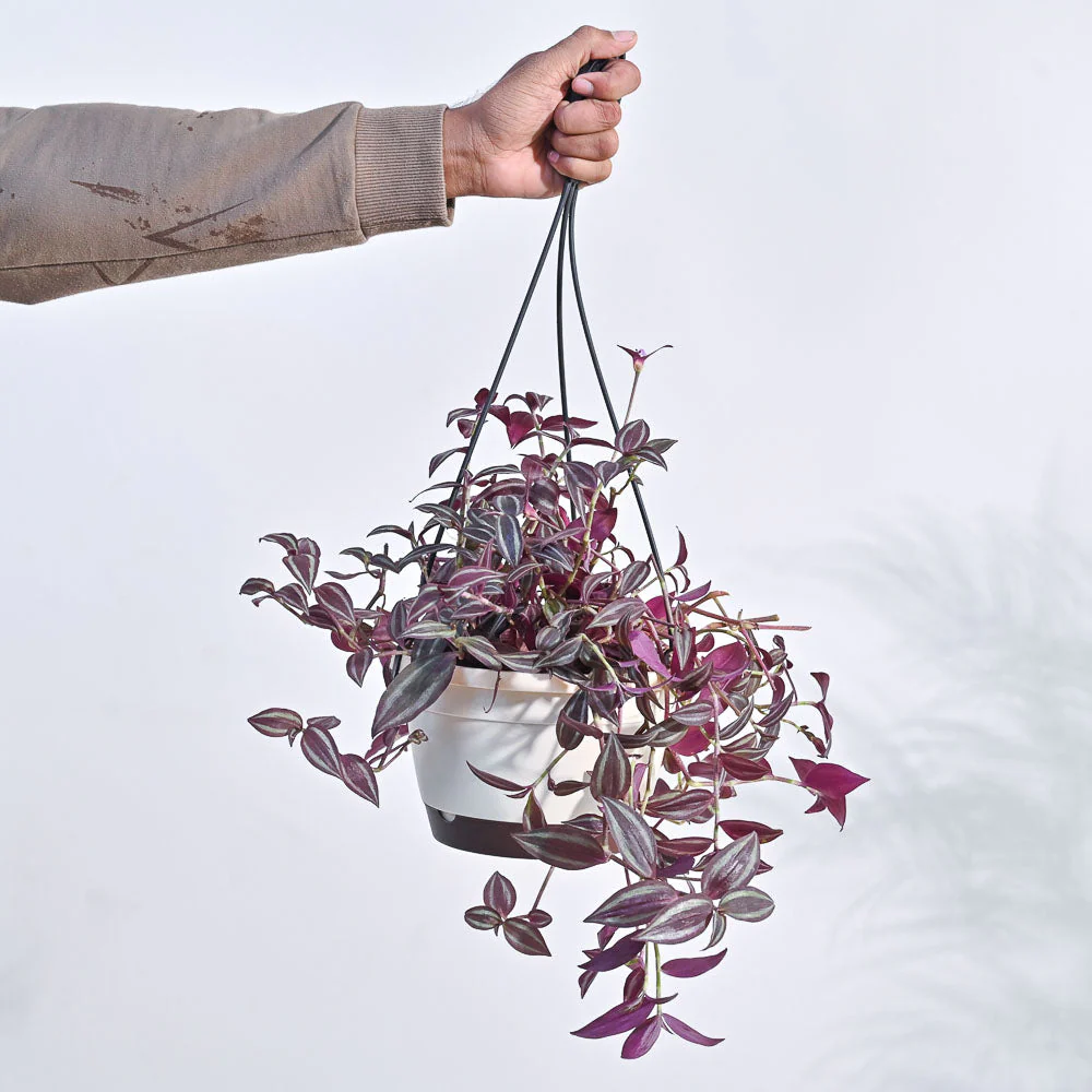 Wandering Jew With Hanging Pot 4