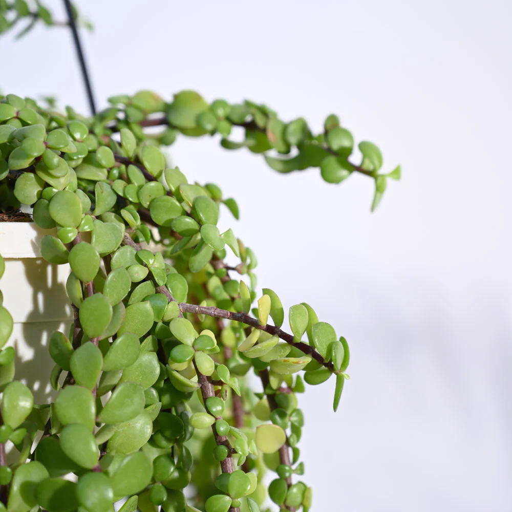 Weeping Jade With Hanging Pot 2