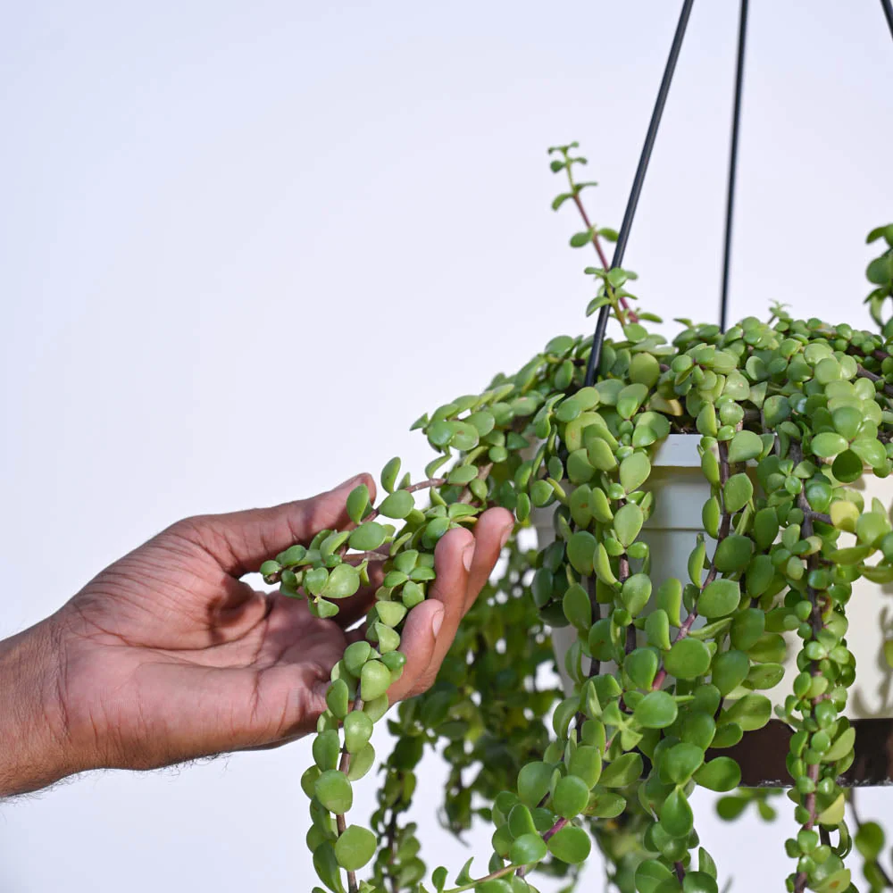 Weeping Jade With Hanging Pot 3