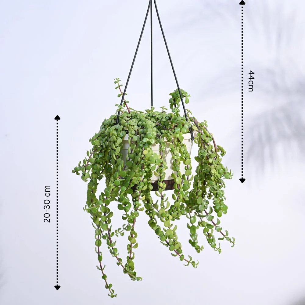 Weeping Jade With Hanging Pot 4