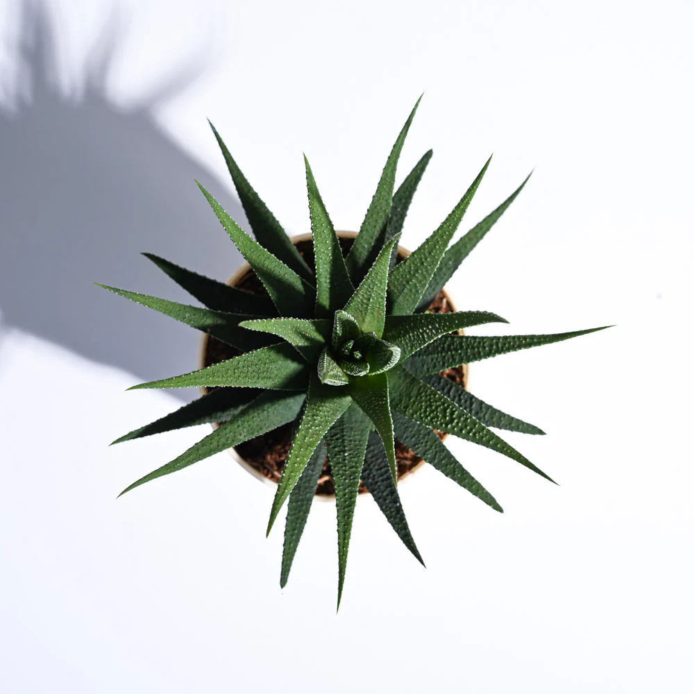 Zebra Haworthia Plant 1